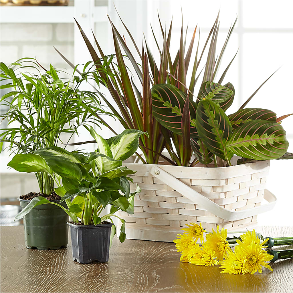 Florist Designed Blooming and Green Plants in a Basket – VICKIE'S FLOWERS, Cypress CA