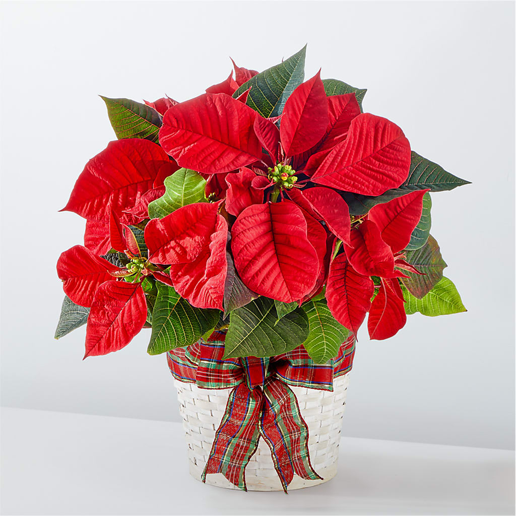 Happiest Holidays Poinsettia – VICKIE'S FLOWERS, Cypress CA