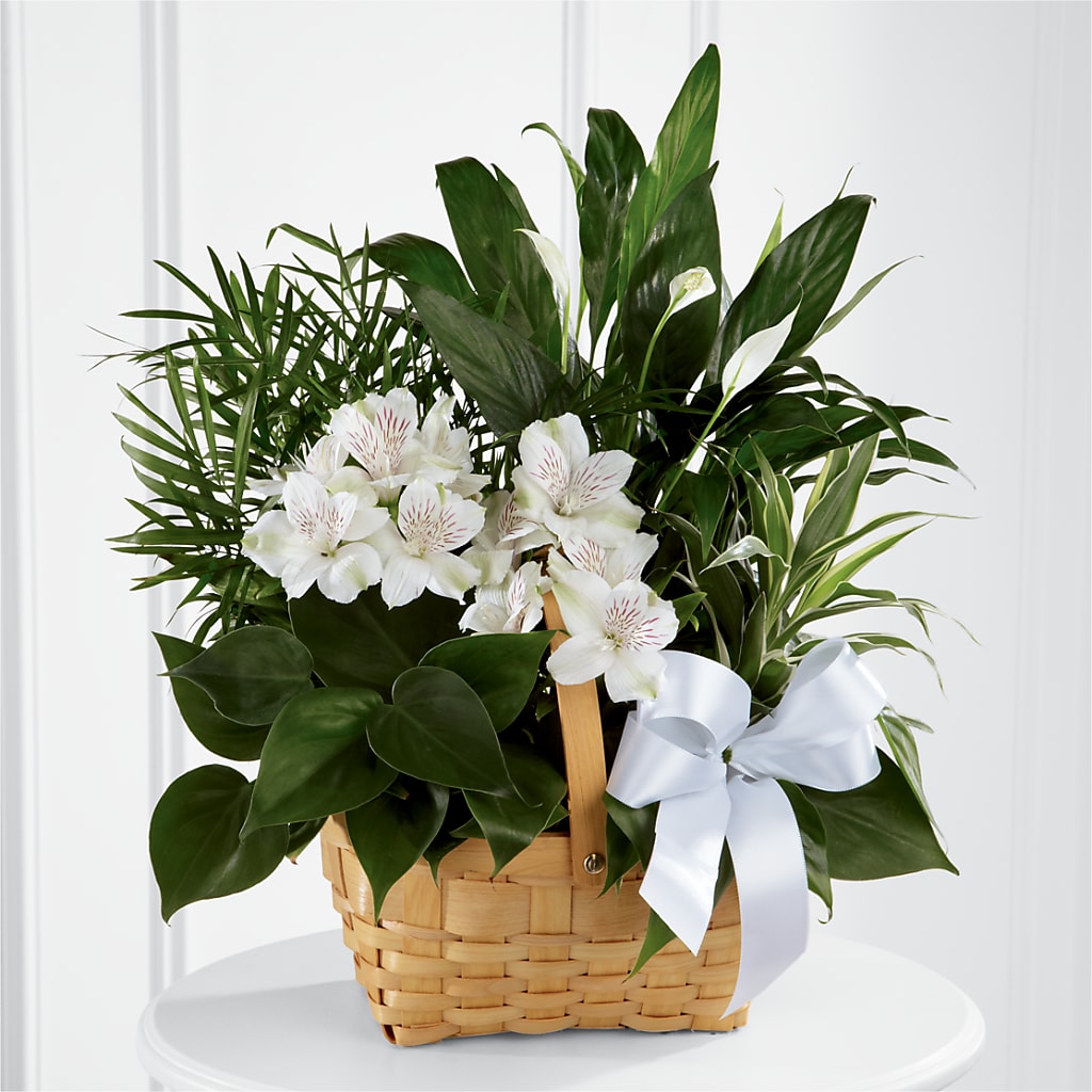 Peace & Serenity Dishgarden – VICKIE'S FLOWERS, Cypress CA
