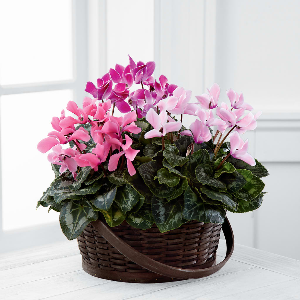 Mixed Cyclamen Planter – VICKIE'S FLOWERS, Cypress CA