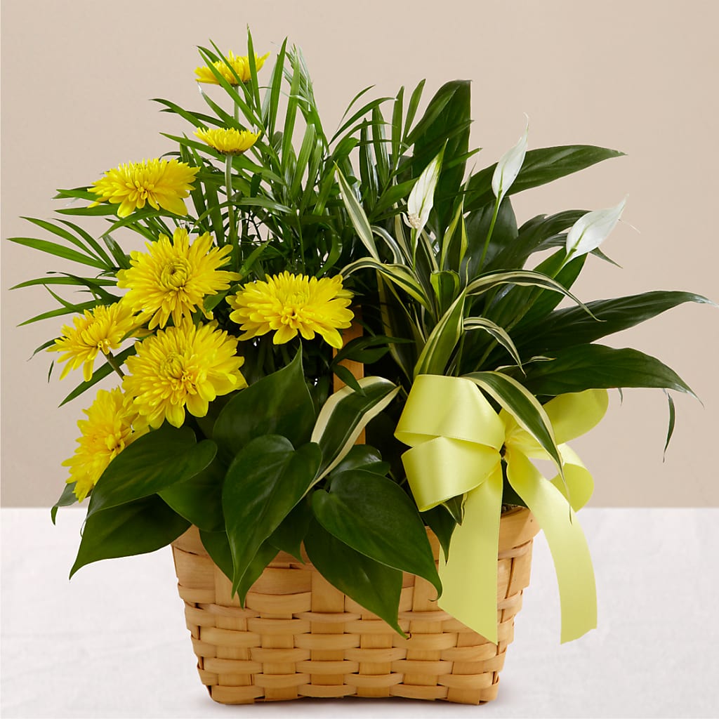 Loving Light Dishgarden – VICKIE'S FLOWERS, Cypress CA