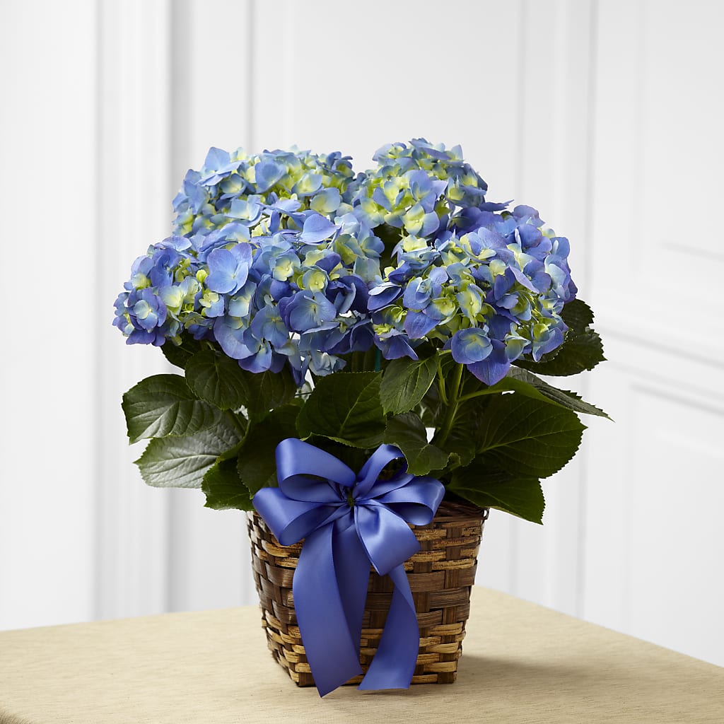 Blue Hydrangea Planter – VICKIE'S FLOWERS, Cypress CA