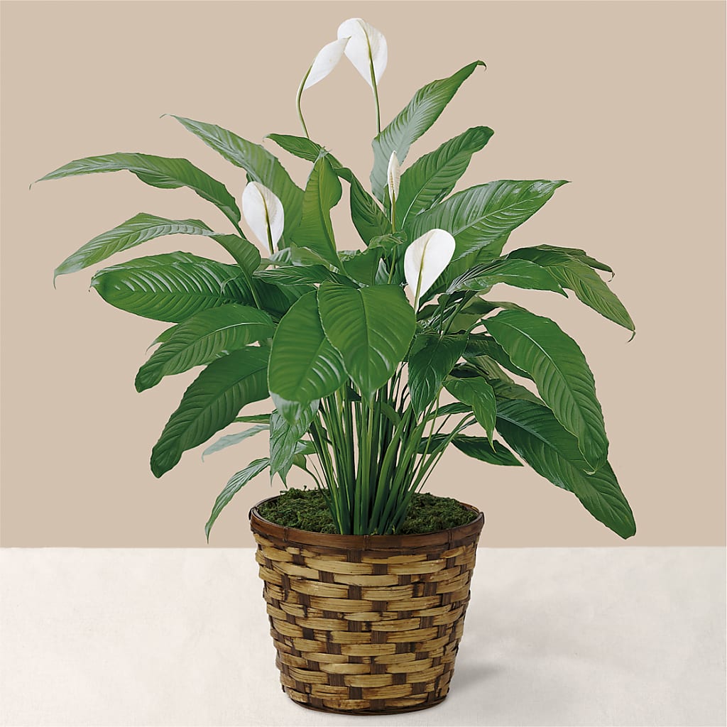 Tranquil Moments Peace Lily Plant – VICKIE'S FLOWERS, Cypress CA