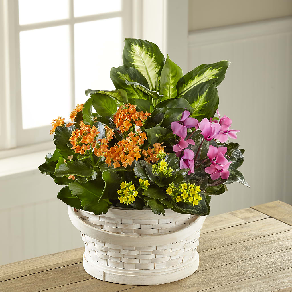 Color Crush Dishgarden – VICKIE'S FLOWERS, Cypress CA