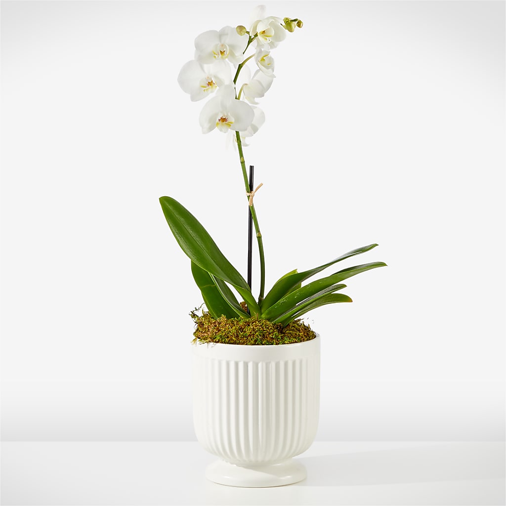 Whispering White Orchid – VICKIE'S FLOWERS, Cypress CA