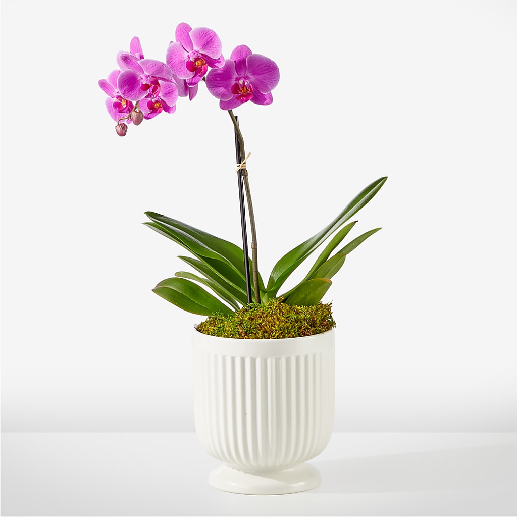 Friendly Fuchsia Orchid – VICKIE'S FLOWERS, Cypress CA