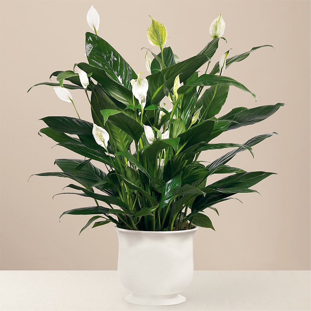Comfort Planter – VICKIE'S FLOWERS, Cypress CA