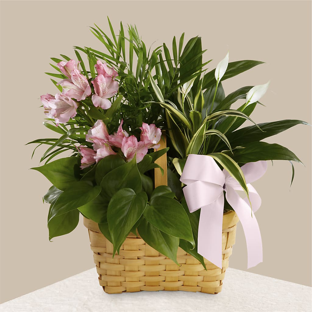 Living Spirit Dishgarden – VICKIE'S FLOWERS, Cypress CA