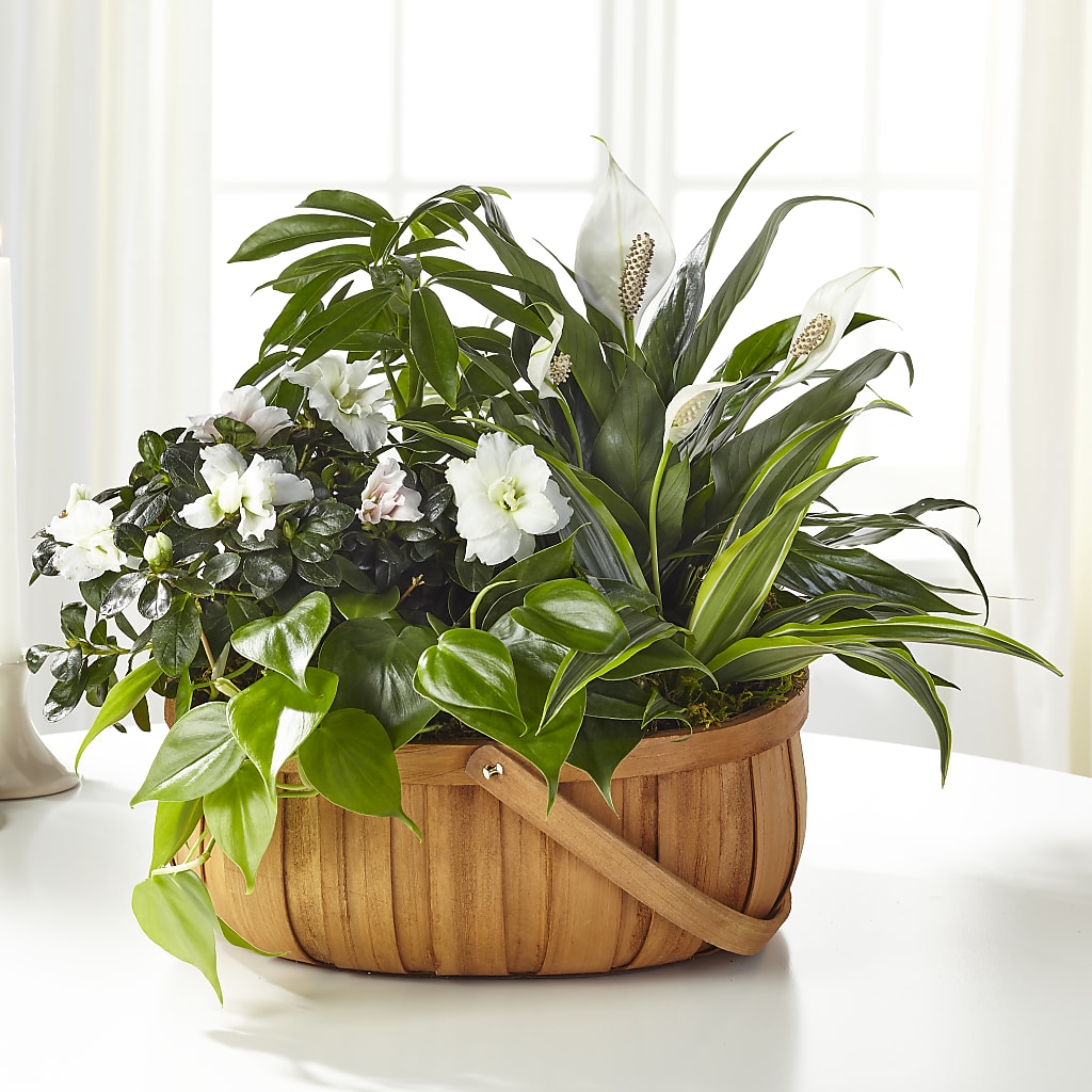 Serene Dishgarden – VICKIE'S FLOWERS, Cypress CA