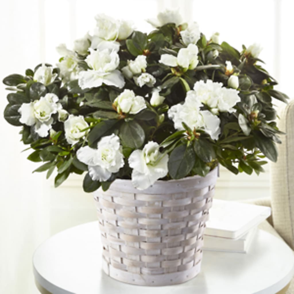White Azalea Plant – VICKIE'S FLOWERS, Cypress CA