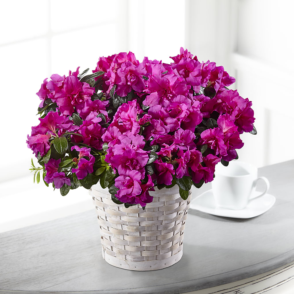 Hope & Serenity Azalea Plant – VICKIE'S FLOWERS, Cypress CA
