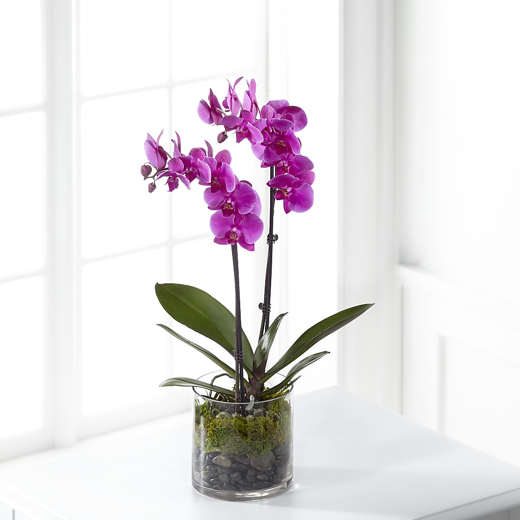 Pink Orchid Plant – VICKIE'S FLOWERS, Cypress CA