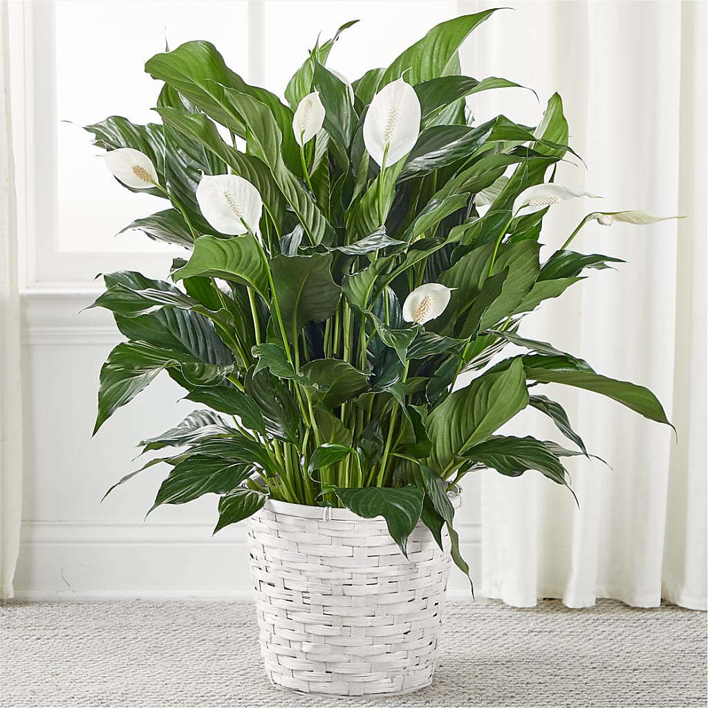 A New Leaf Peace Lily – VICKIE'S FLOWERS, Cypress CA