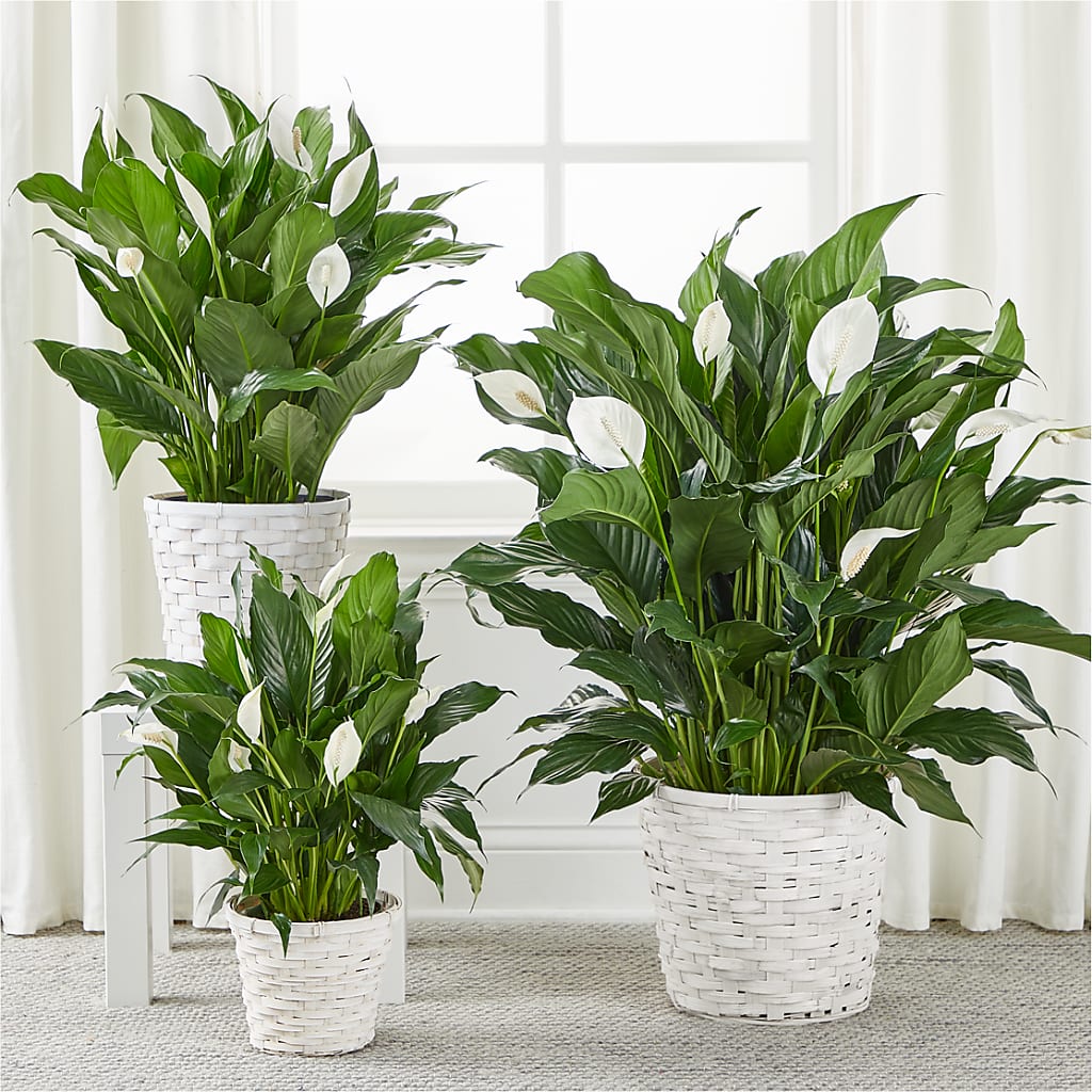 A New Leaf Peace Lily – VICKIE'S FLOWERS, Cypress CA