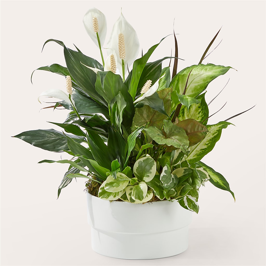 Radiating Positivity Dishgarden – VICKIE'S FLOWERS, Cypress CA