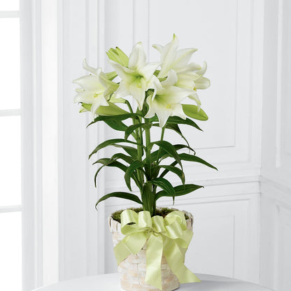 Easter Lily Plant – VICKIE'S FLOWERS, Cypress CA