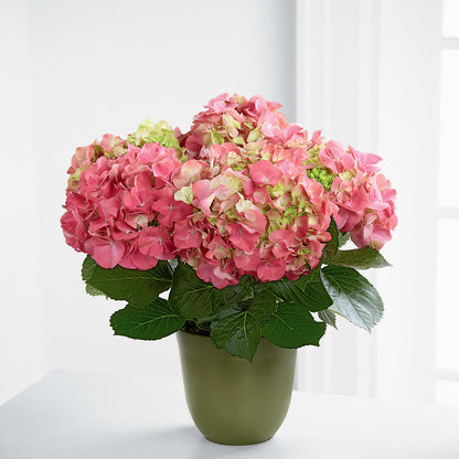 Pink Hydrangea Planter – VICKIE'S FLOWERS, Cypress CA