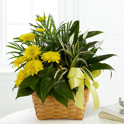 Loving Light Dishgarden – VICKIE'S FLOWERS, Cypress CA