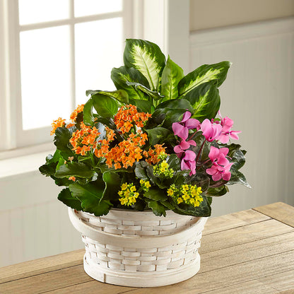 Color Crush Dishgarden – VICKIE'S FLOWERS, Cypress CA
