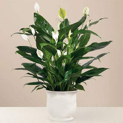 Comfort Planter – VICKIE'S FLOWERS, Cypress CA