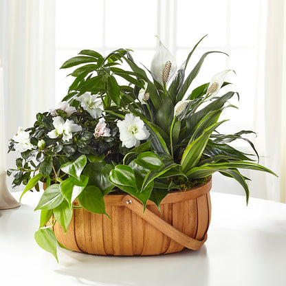Serene Dishgarden – VICKIE'S FLOWERS, Cypress CA