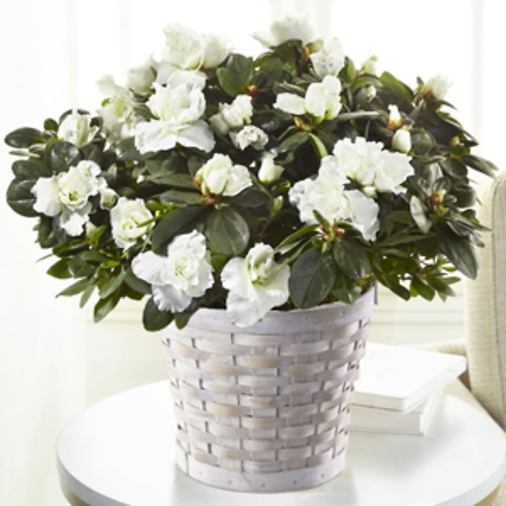 White Azalea Plant