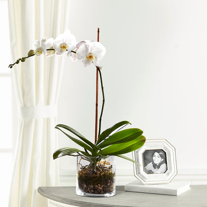 White Orchid Planter – VICKIE'S FLOWERS, Cypress CA
